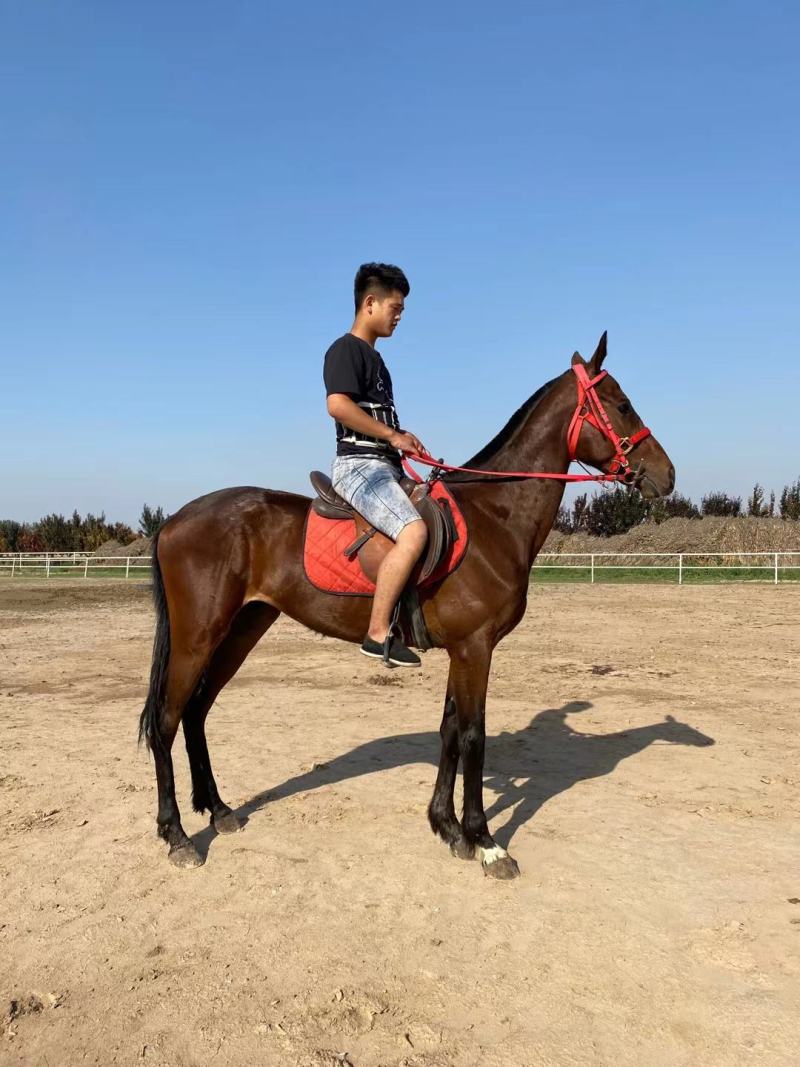 骑乘马价格景区骑乘半血马温血马纯血马哪有马场