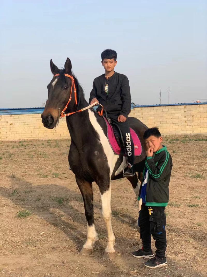 骑乘马价格景区骑乘半血马温血马纯血马哪有马场