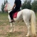 骑乘马价格景区骑乘半血马温血马纯血马哪有马场
