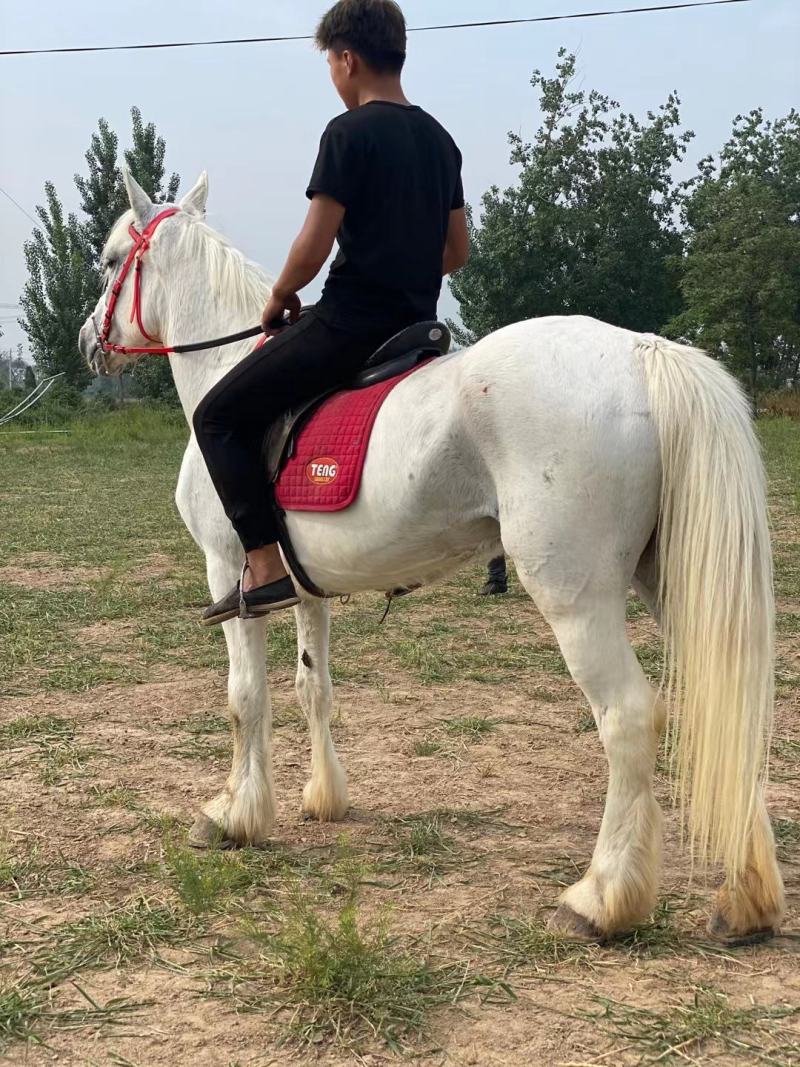 骑乘马价格景区骑乘半血马温血马纯血马哪有马场