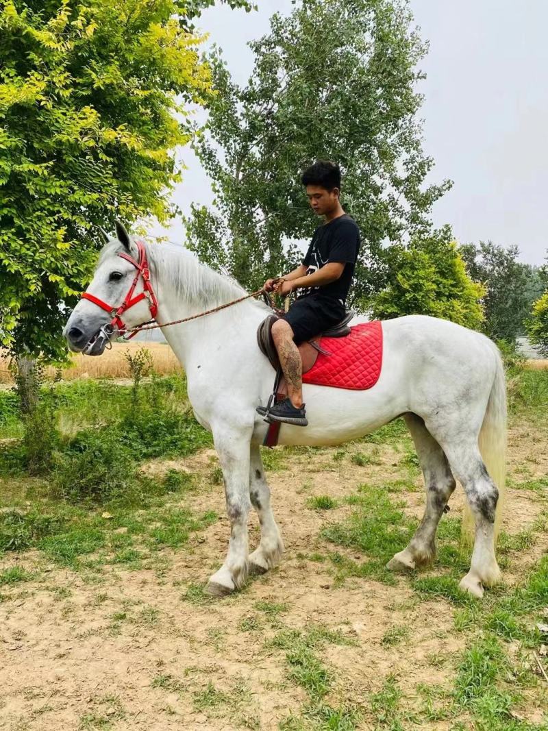 骑乘马价格景区骑乘半血马温血马纯血马哪有马场