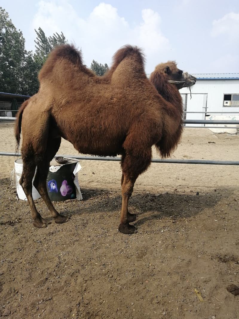 景区骑乘观赏成年训过大骆驼骑乘双峰骆驼养殖场