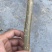速生无絮杨，及种段当年长势5到8公分，成活率高