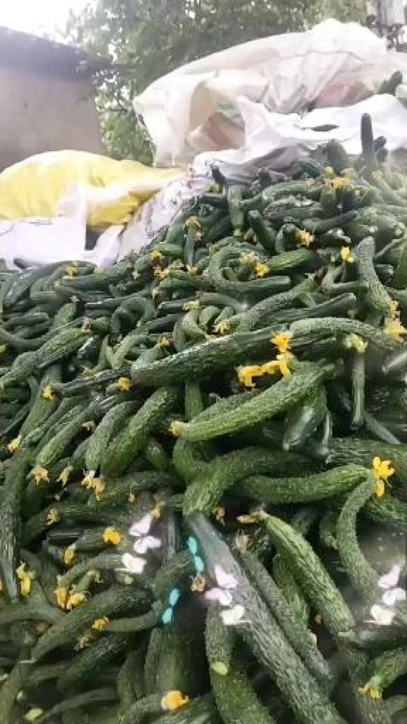 大量供应，旱黄瓜，底级瓜，欢迎定购，大量供应酱菜厂，食堂，