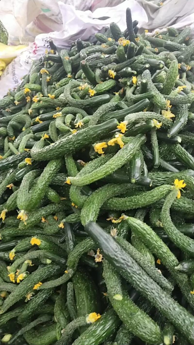 大量供应，旱黄瓜，底级瓜，欢迎定购，大量供应酱菜厂，食堂，