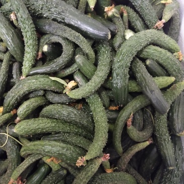 大量供应，旱黄瓜，底级瓜，欢迎定购，大量供应酱菜厂，食堂，