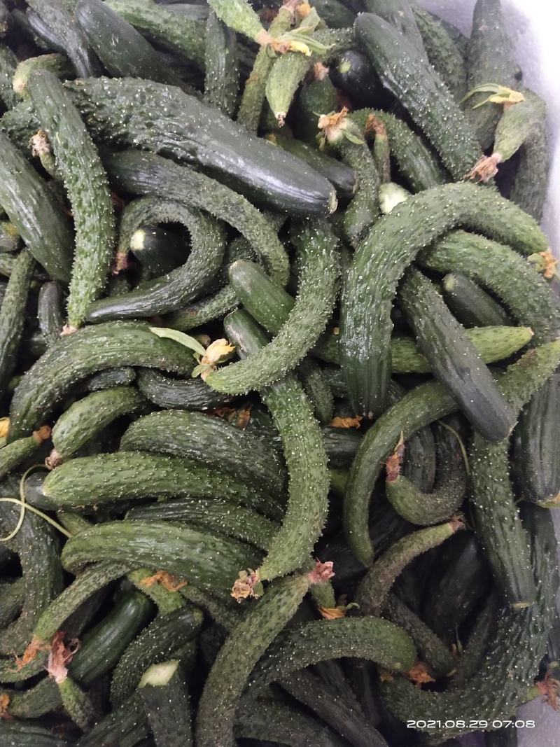 大量供应，旱黄瓜，底级瓜，欢迎定购，大量供应酱菜厂，食堂，
