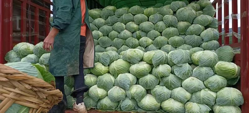 甘蓝包菜产地直销诚信代办欢迎咨询订购