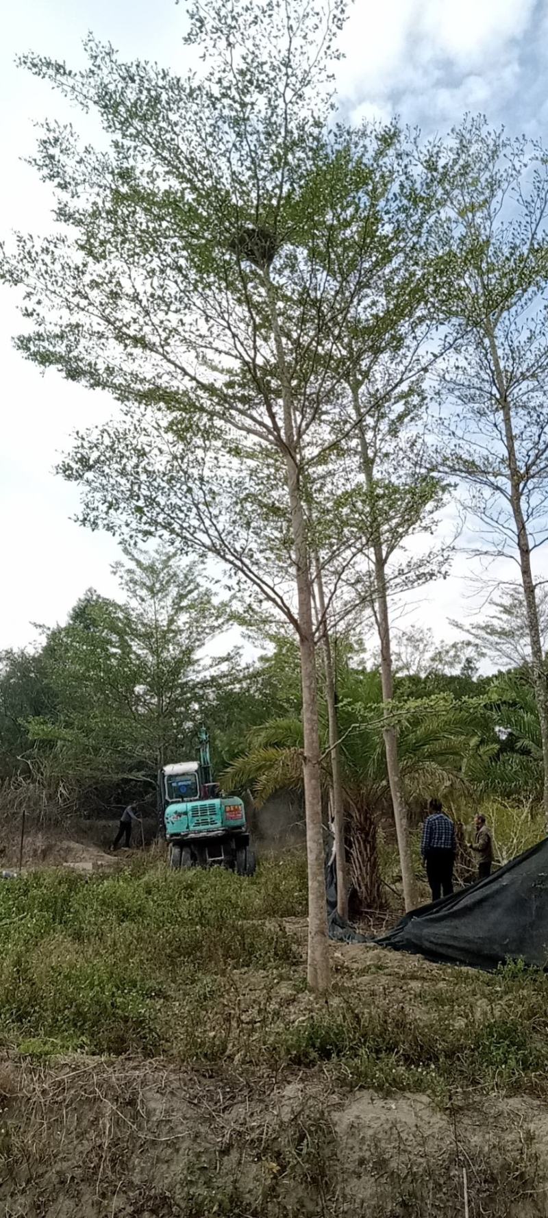 小叶榄仁福建小叶榄仁满天星绿化庭院设计基地直供袋苗