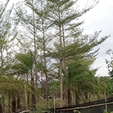 小叶榄仁福建小叶榄仁满天星绿化庭院设计基地直供袋苗