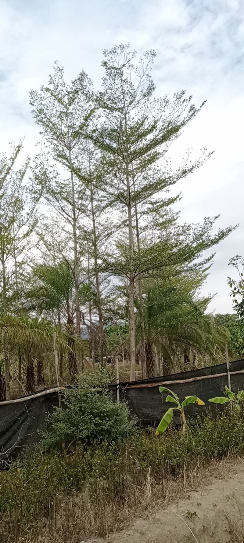 小叶榄仁福建小叶榄仁满天星绿化庭院设计基地直供袋苗