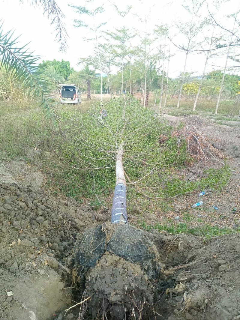 小叶榄仁福建小叶榄仁满天星绿化庭院设计基地直供袋苗