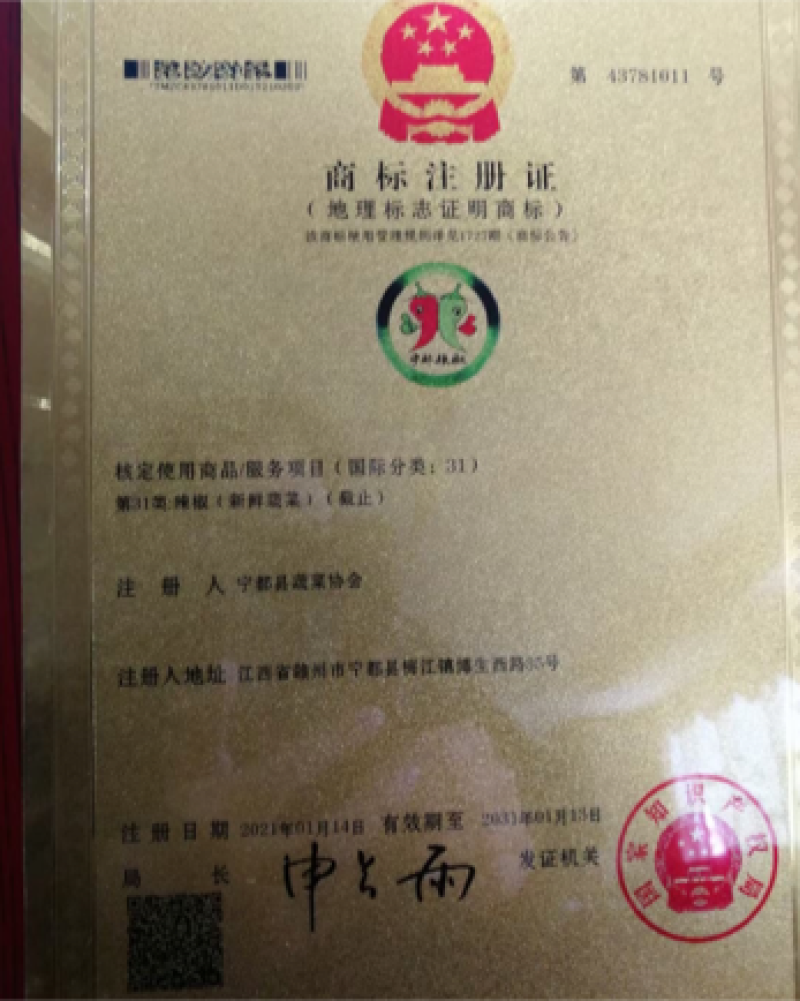 宁都辣椒蔬菜基地，青皮三号线，八号线