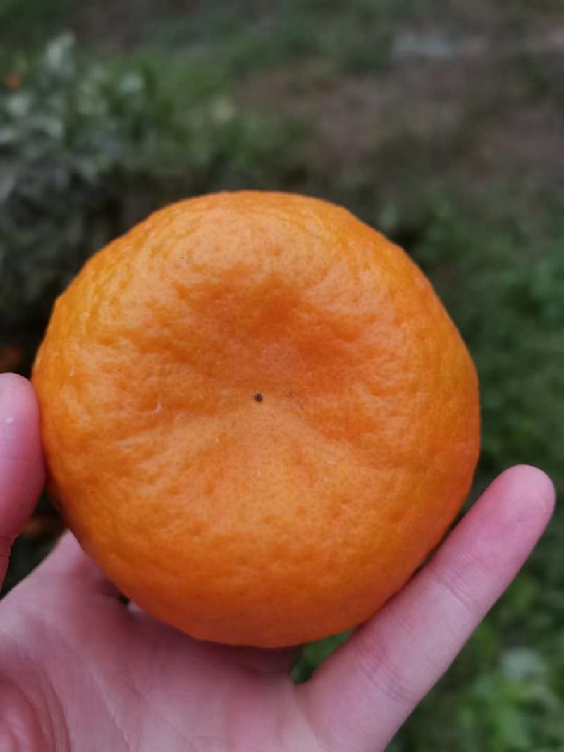 蜜桔产地直销看货采摘保质保量欢迎订购