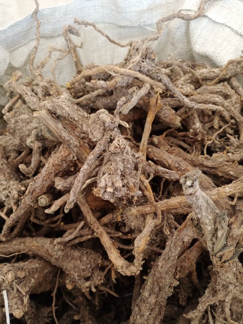 黄芩