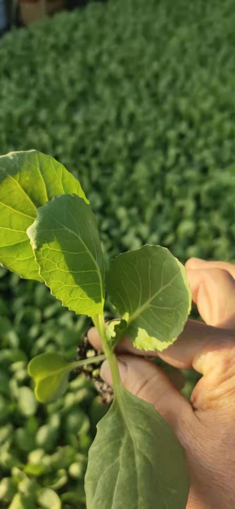 甘蓝苗包菜苗进口韩绿甘蓝苗卷心菜种苗