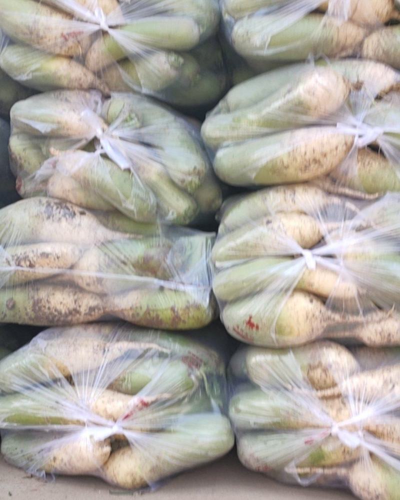 青萝卜，质量好