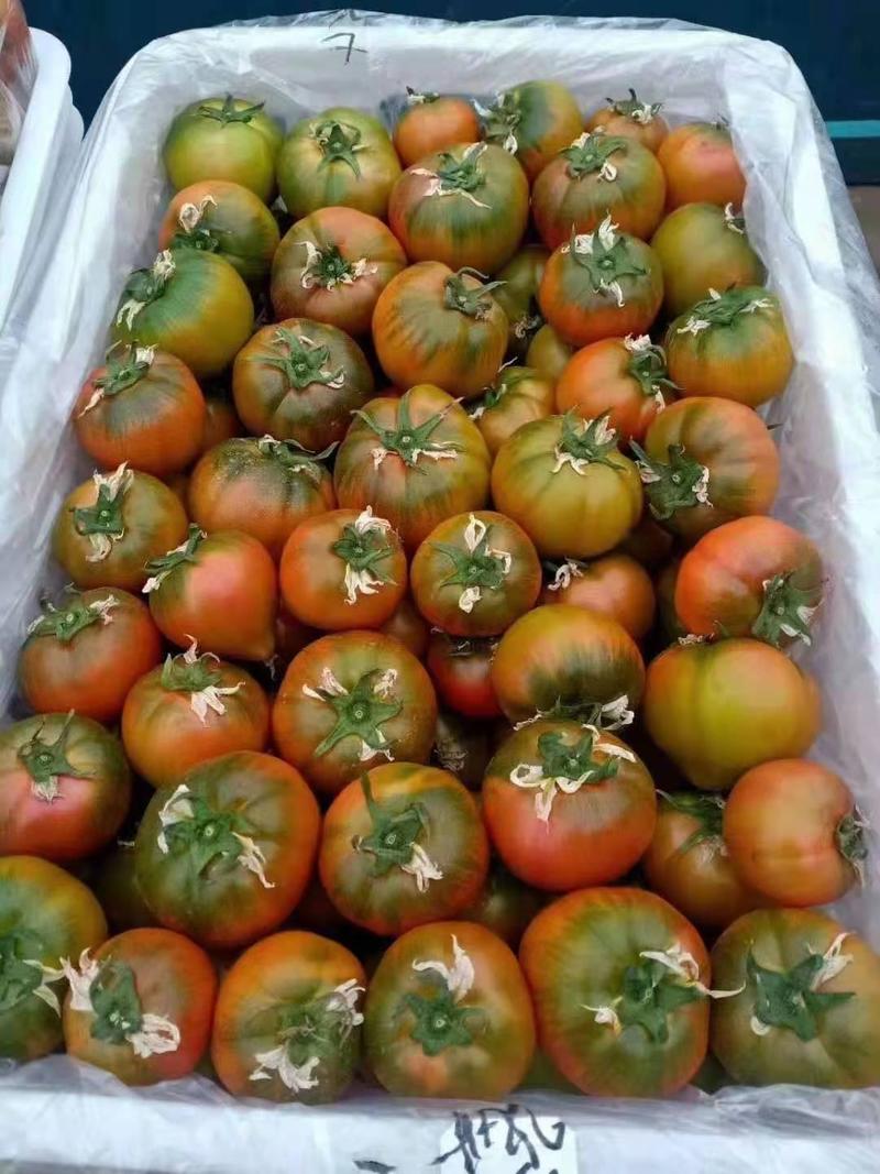 寿光草莓番茄苗200-240克秋冬大棚种铁皮西红柿苗