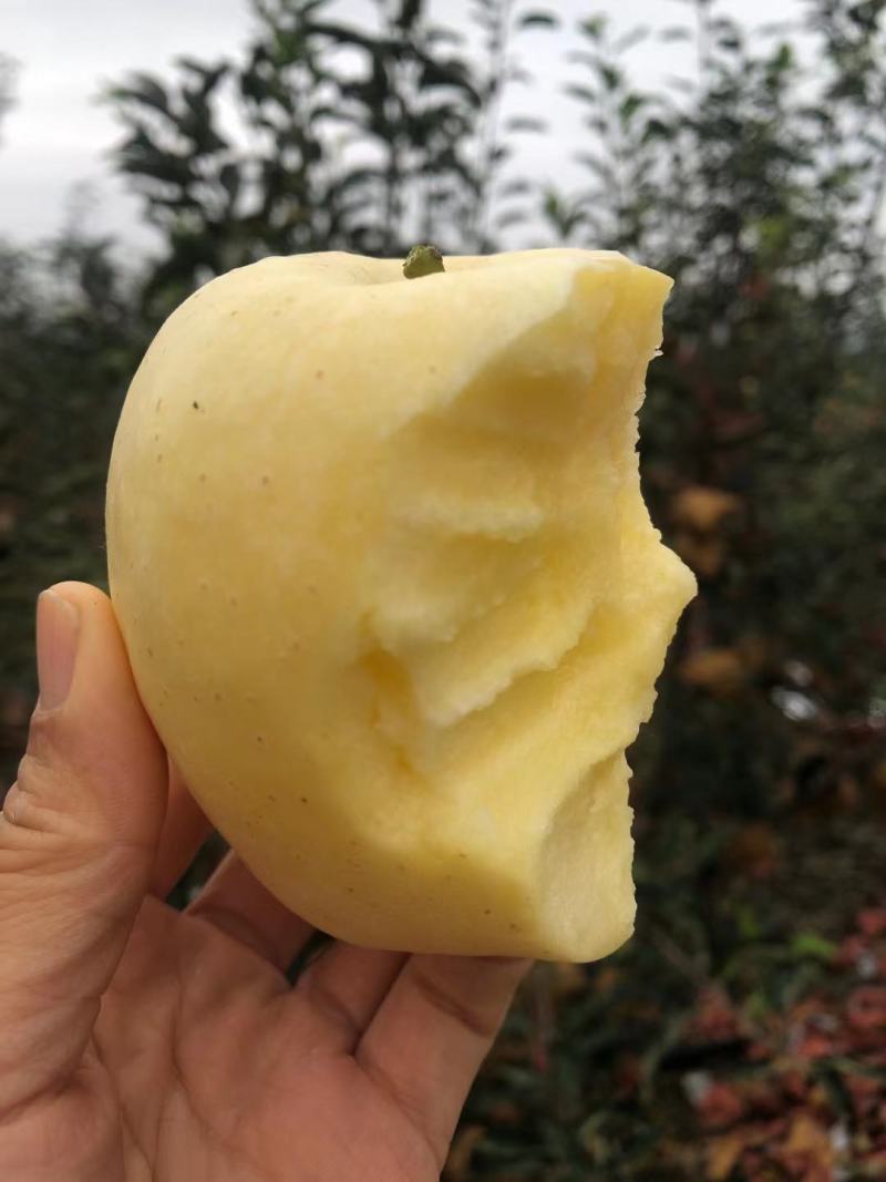 山东维纳斯苹果大量发货黄金苹果脆甜爽口一件代发