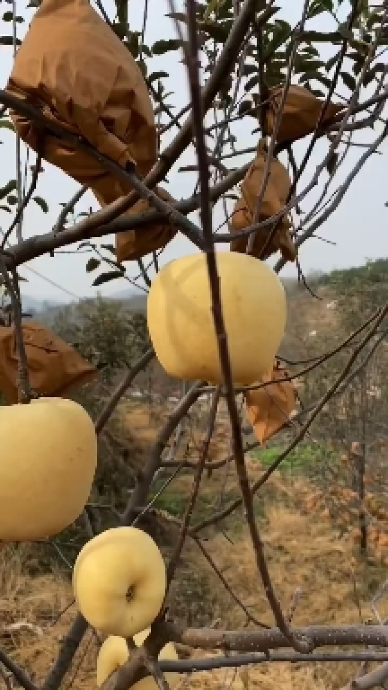 山东维纳斯苹果大量发货黄金苹果脆甜爽口一件代发