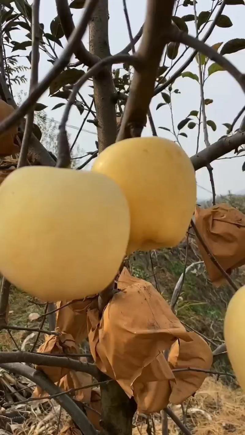 山东维纳斯苹果大量发货黄金苹果脆甜爽口一件代发