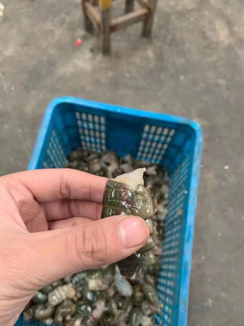 虾尾