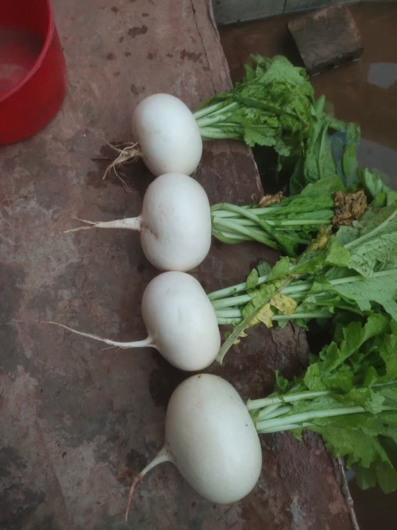 圆萝卜精品好货有有需要的老板赶快联系