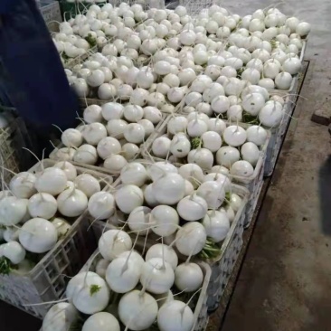 圆萝卜精品好货有有需要的老板赶快联系