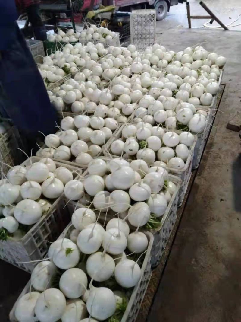 圆萝卜精品好货有有需要的老板赶快联系