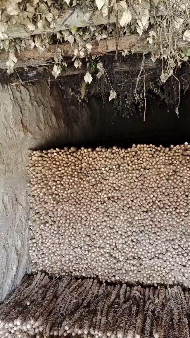 榆林白玉山药
