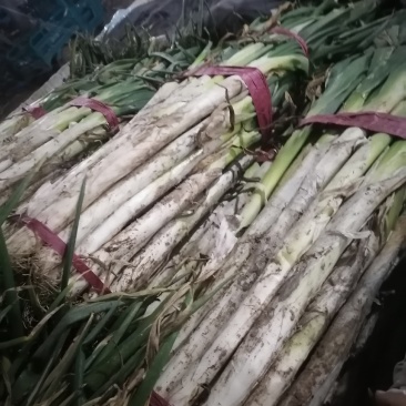 长白大葱，山东聊城产地，优质大葱，货源充足，产地直发，