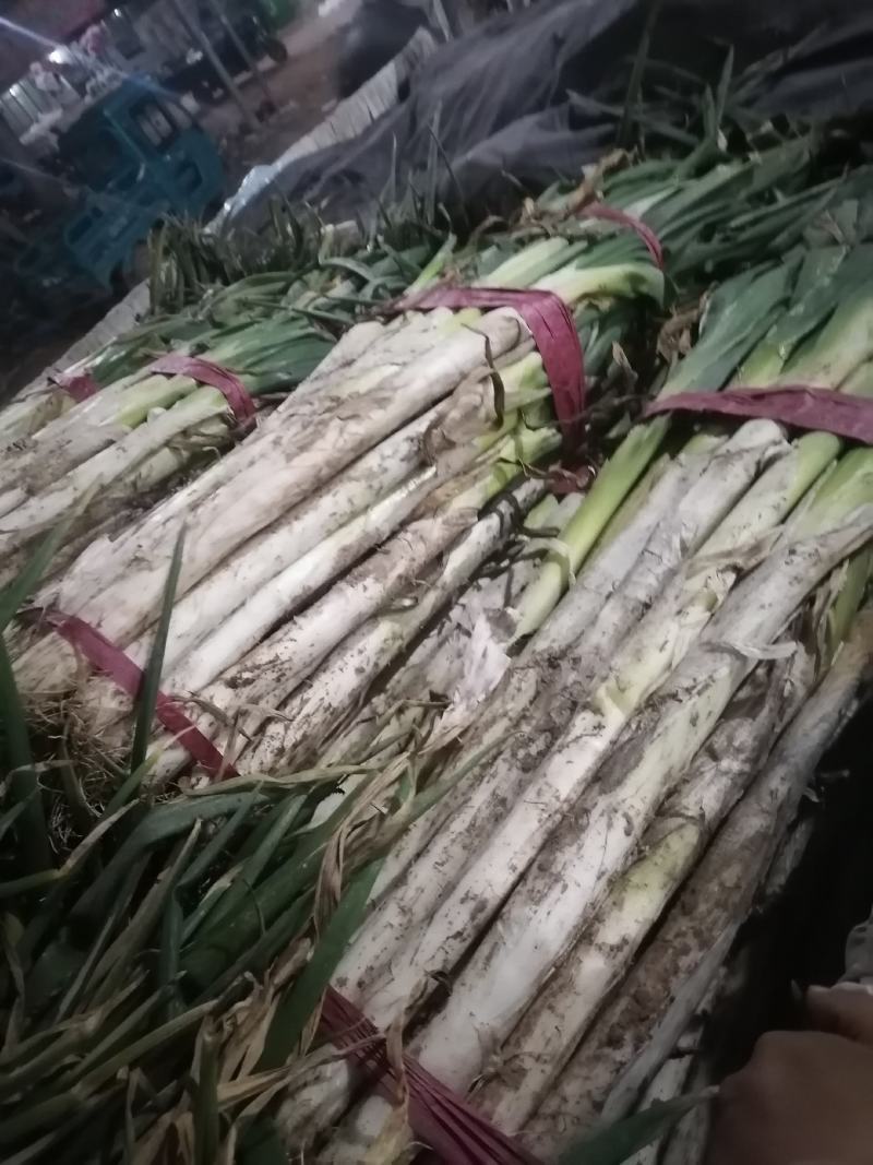 长白大葱，山东聊城产地，优质大葱，货源充足，产地直发，