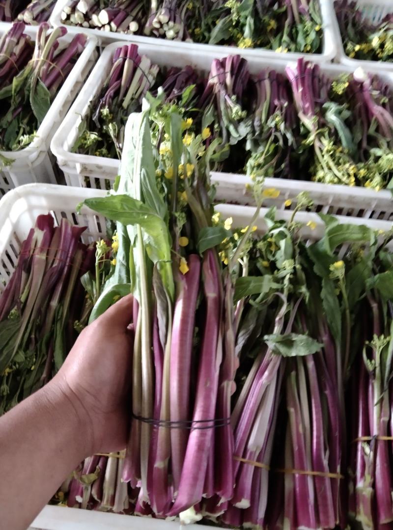 天门有机蔬菜种植基地红菜苔供应中价格便宜诚信经营