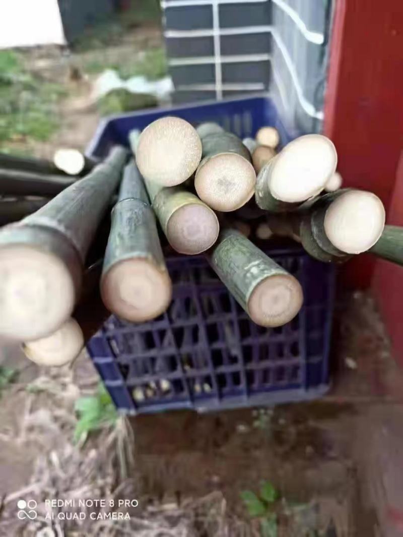 实心竹