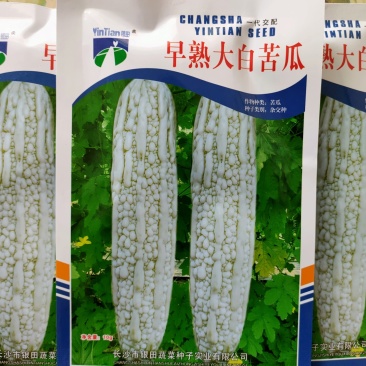 早熟大白苦瓜种子乳白色长圆筒形丰产长白苦瓜种子美白玉苦瓜