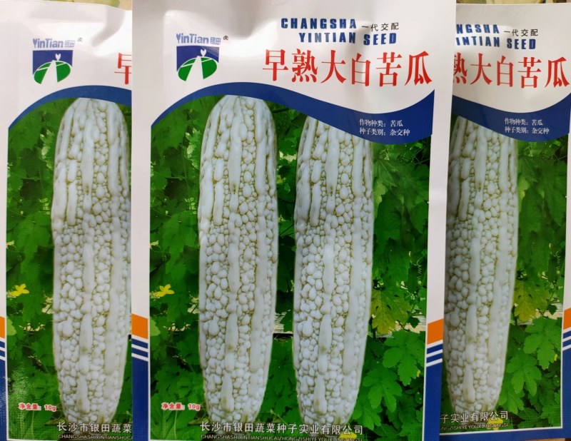 早熟大白苦瓜种子乳白色长圆筒形丰产长白苦瓜种子美白玉苦瓜