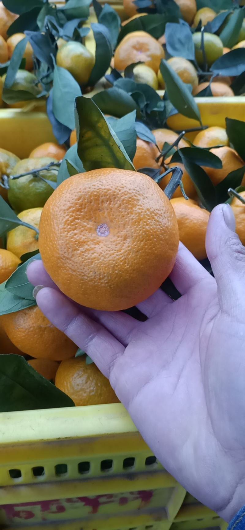 蜜橘有货，要的联系我，价格美丽，口感好，