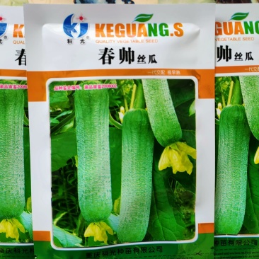 皱皮丝瓜种子肉丝瓜强磁性丝瓜皮薄微皱短粗型