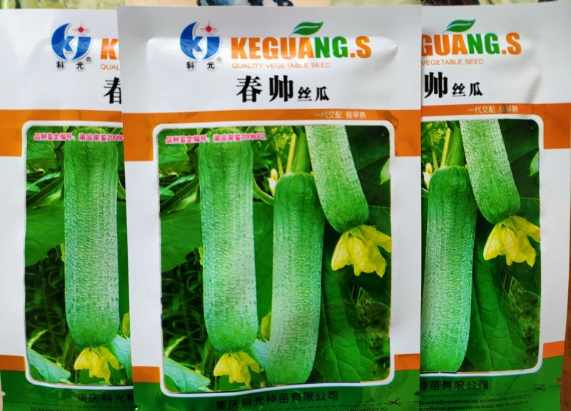皱皮丝瓜种子肉丝瓜强磁性丝瓜皮薄微皱短粗型
