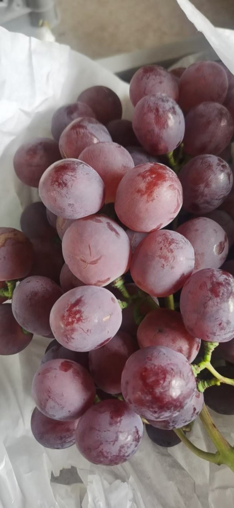 精品冬季暖棚红提葡萄，颗粒大，果粉好，糖分高，