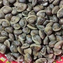 黄蚬子
