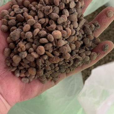 生物菌发酵大豆