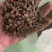 生物菌发酵大豆