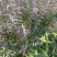 连翘。各种规格绿化工程苗子连翘苗子