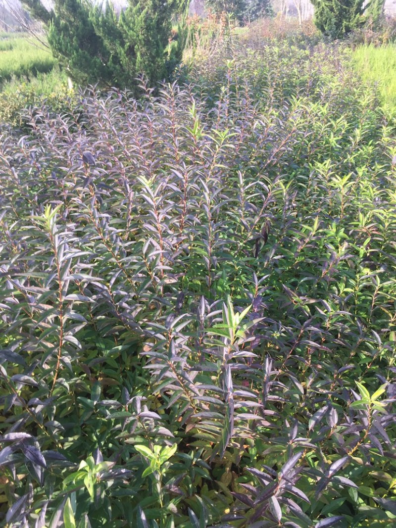 连翘。各种规格绿化工程苗子连翘苗子