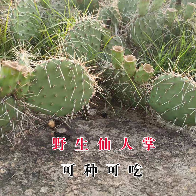 农村野生仙人掌***野生仙人掌美容养颜现采现发
