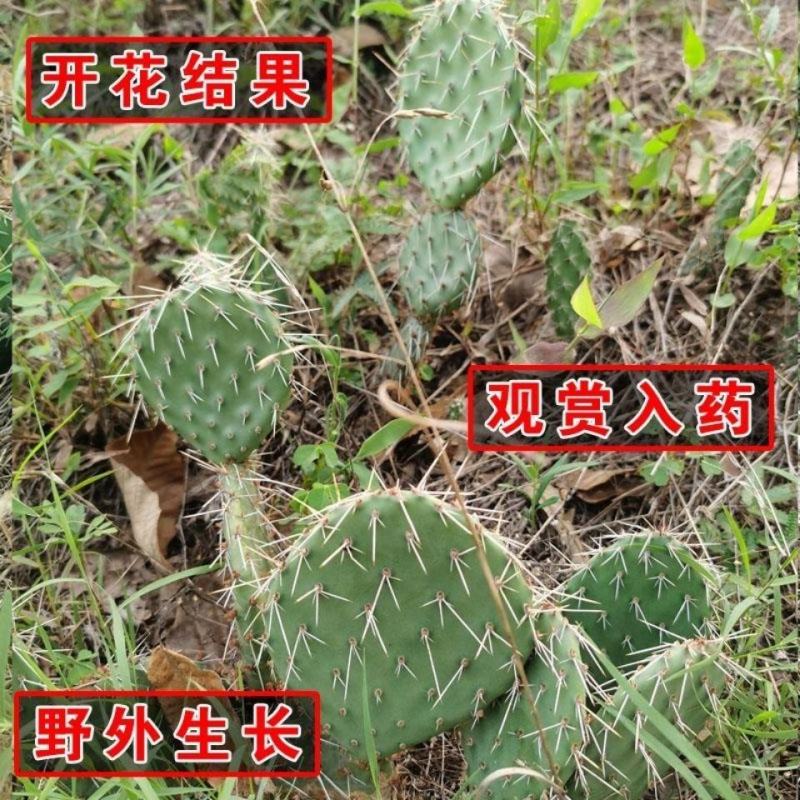 农村野生仙人掌***野生仙人掌美容养颜现采现发