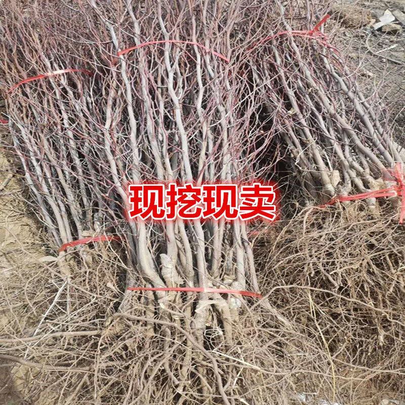蟠枣树苗，基地直发，现挖现发，当年结果，包技术指导