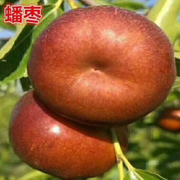 蟠枣树苗，基地直发，现挖现发，当年结果，包技术指导