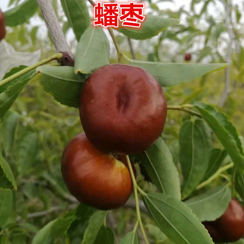 蟠枣树苗，基地直发，现挖现发，当年结果，包技术指导